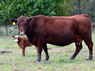 A cow and her calf grazing in a field.