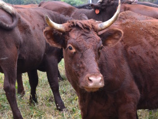 Red Devon cow.