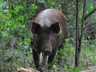 One of Nolan's pigs, stalking through the woods.